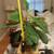 Madagascar Jewel "Euphorbia leuconeura" live plant 2 thumbnail