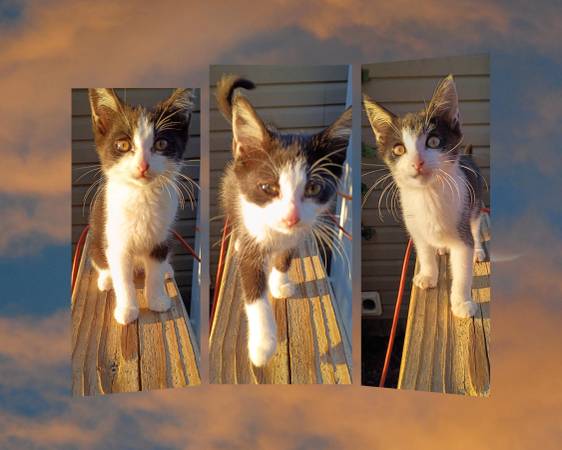 Kittens (Greeneville)