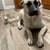 Anatolian Shepherd 1yr 1 thumbnail