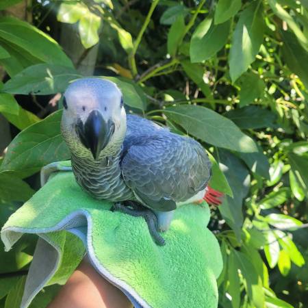 African Grey Parrot63829900214785123