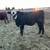 Yearling Bulls for sale 5 thumbnail