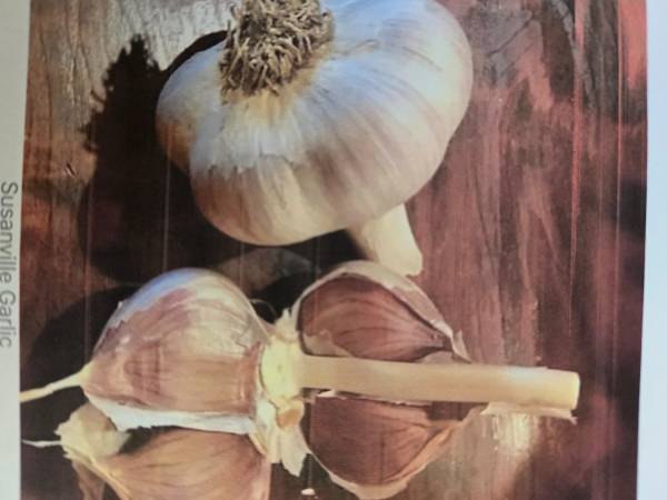 Seed garlic 1
