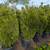 PLANTS PLANTS PLANTS PLANTS 5 thumbnail
