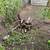 FREE FIREWOOD 1 thumbnail