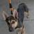 German shepherd mix 2 thumbnail