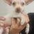 Chihuahuas 2 thumbnail
