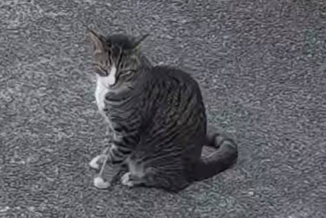Gato atigrado perdido (Tumwater)63787695916163120