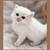 Scottish fold and Straight kittens 5 thumbnail