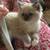 kitten for sale 2 thumbnail
