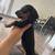 black and tan dachshund winnies 2 thumbnail