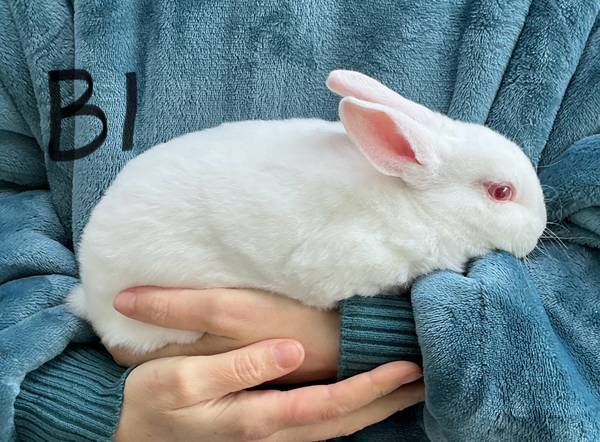 White Standard Rex Rabbits 1