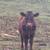 Half Jersey, half Devon heifer  family cow 1 thumbnail