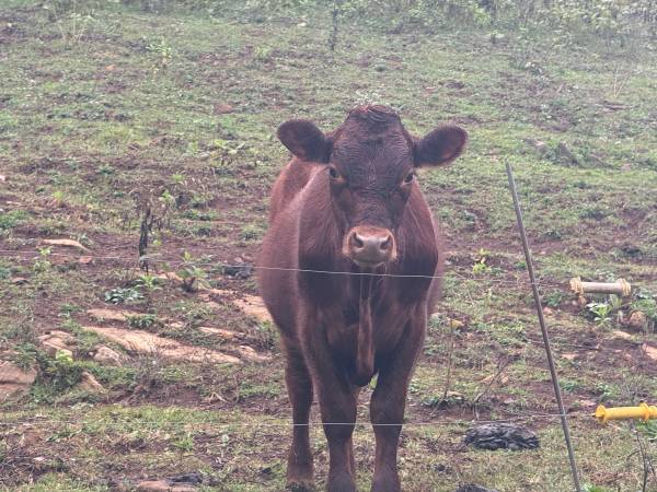 Half Jersey, half Devon heifer  family cow 1