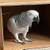 African grey 2 thumbnail