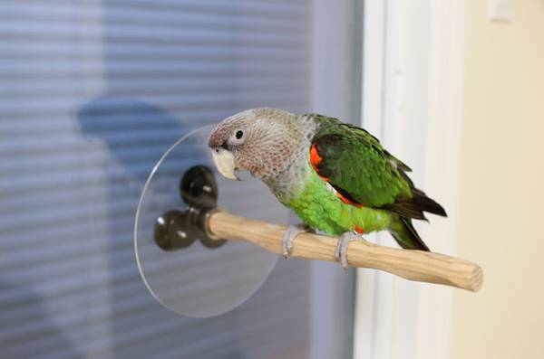 Window NU Perch for Small to Medium Parrots and Parakeets - $40 (Sevierville)63470661243265123