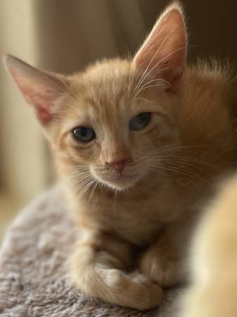Kitten purrs (Waddell)63967146742786123