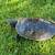 Turtle 3 thumbnail