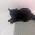 3/4 Persian 1/4 Siamese kitten 3 thumbnail