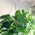Hanging green plant. 3 thumbnail