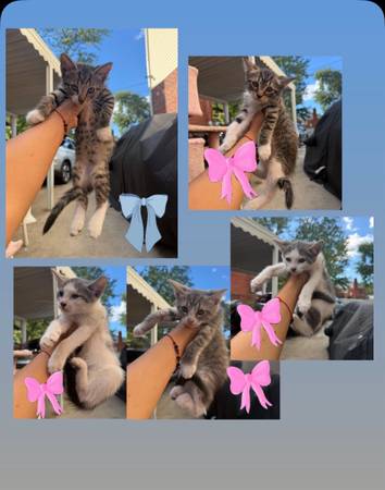 GATITOS DE 2 MESES (Hyattsville)
