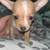 Rehoming 2 thumbnail