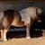 Miniature horse - mini 3 thumbnail