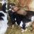 Nigerian Dwarf Doe 2 thumbnail