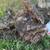 Tree stumps -logs 3 thumbnail