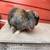 SOLD Re-homing Rabbit 2 thumbnail