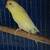Parakeets 1 thumbnail
