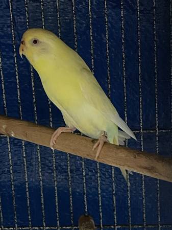 Parakeets 1