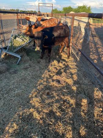 Beef calves 1