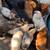 Roosters and hens 4 thumbnail