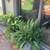 Several rather large ferns and flowers for FREE. 2 thumbnail