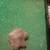 **Arrowheads and Artifacts** 10 thumbnail