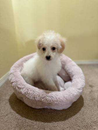 Female pomapoo 1