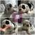 English bulldog puppies 2 thumbnail