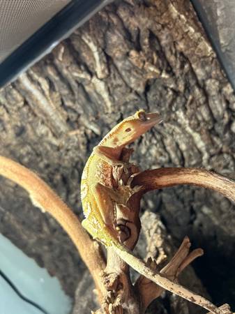 Gecko crestado (Ocala)63687883025667120