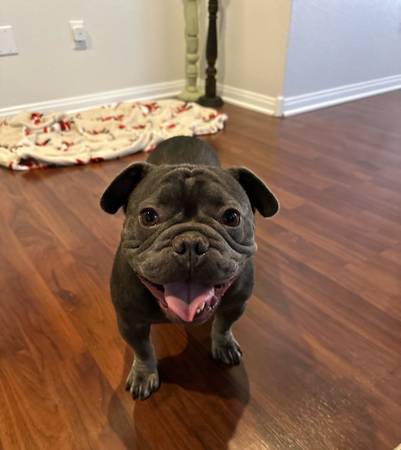 Frenchie and english bulldog mix (Las Vegas)63677732337155120