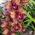 Cymbidium orchids 1 thumbnail