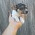 JagdXRat terrier 5 thumbnail