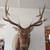 Elk shoulder mount 1 thumbnail