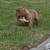 Micro Bully 2 thumbnail