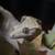 Crested Geckos 2 thumbnail