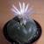 PEYOTE LOPHOPHORA WILLIAMSII SEEDS 11 thumbnail