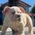 Male Puppy Frenchies 3 thumbnail