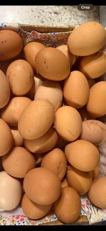 Fresh eggs 1