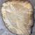 Deodar Cedar Rounds 1 thumbnail