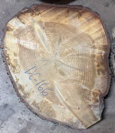 Deodar Cedar Rounds 1