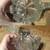 IMPERIAL GLASS NUCUT CLEAR OPEN SUGAR BOWL AND CREAMER 4 thumbnail